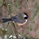Some want the more rare boreal chickadee to be Maine?s state bird.